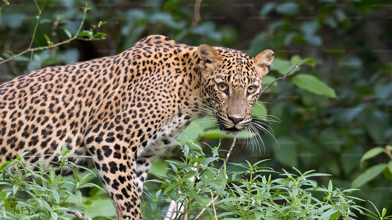 ウナワトゥナ発ヤーラ国立公園サファリ