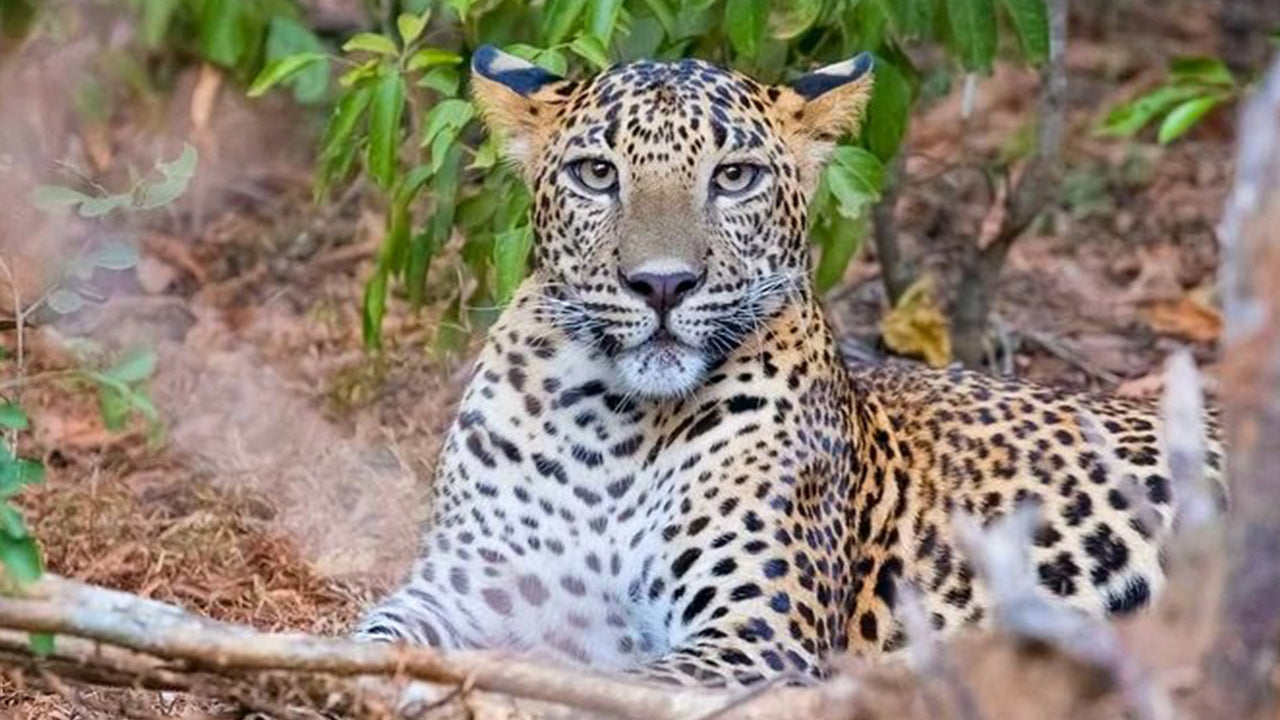 ウェリガマのヤラ国立公園サファリ