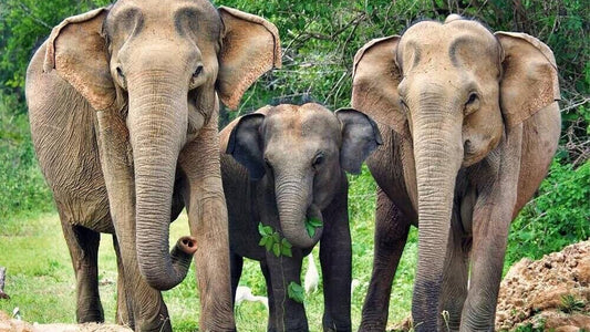 ウェリガマのヤラ国立公園サファリ