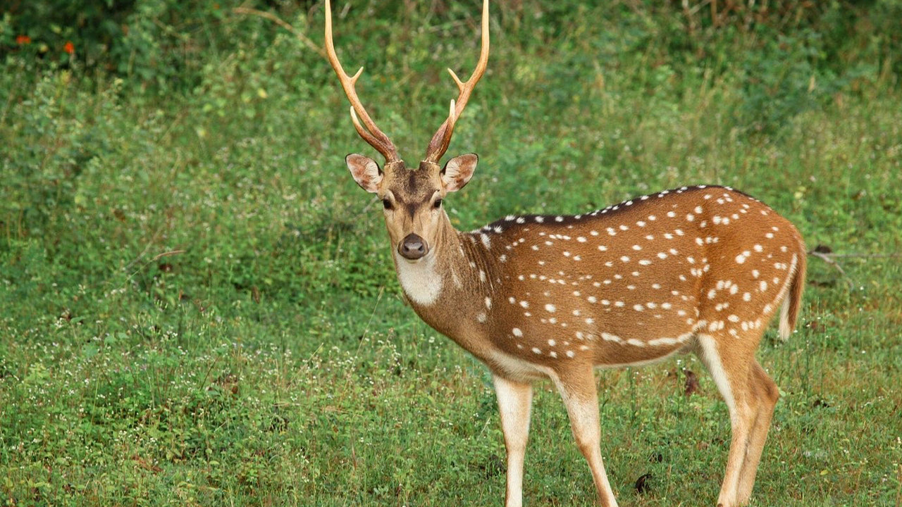 ウェリガマのヤラ国立公園サファリ