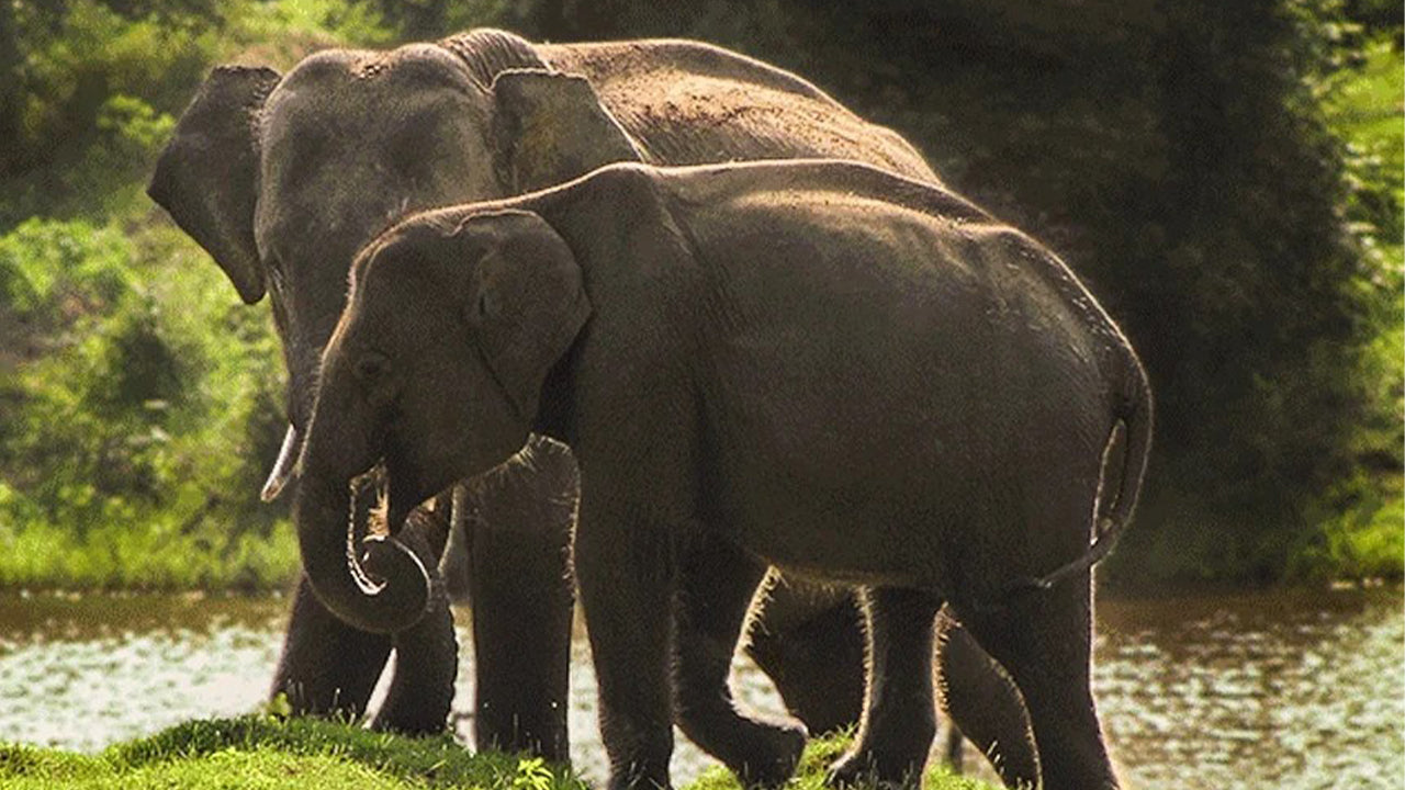 ウェリガマのヤラ国立公園サファリ