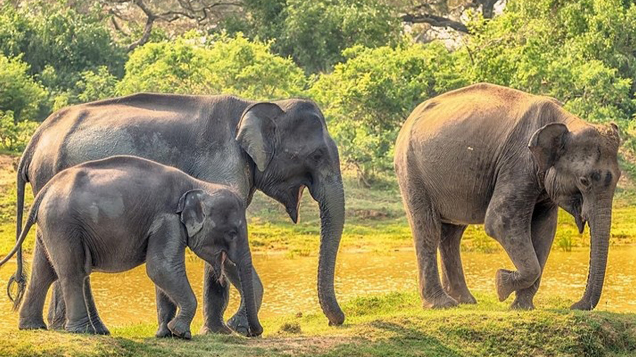 ウェリガマのヤラ国立公園サファリ