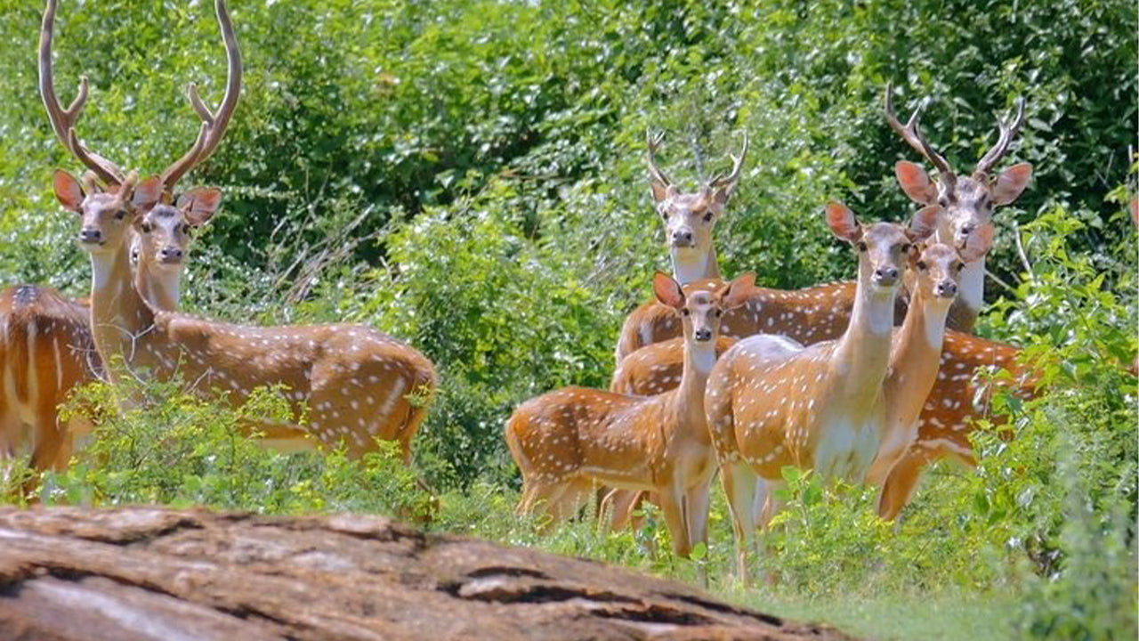ウェリガマのヤラ国立公園サファリ