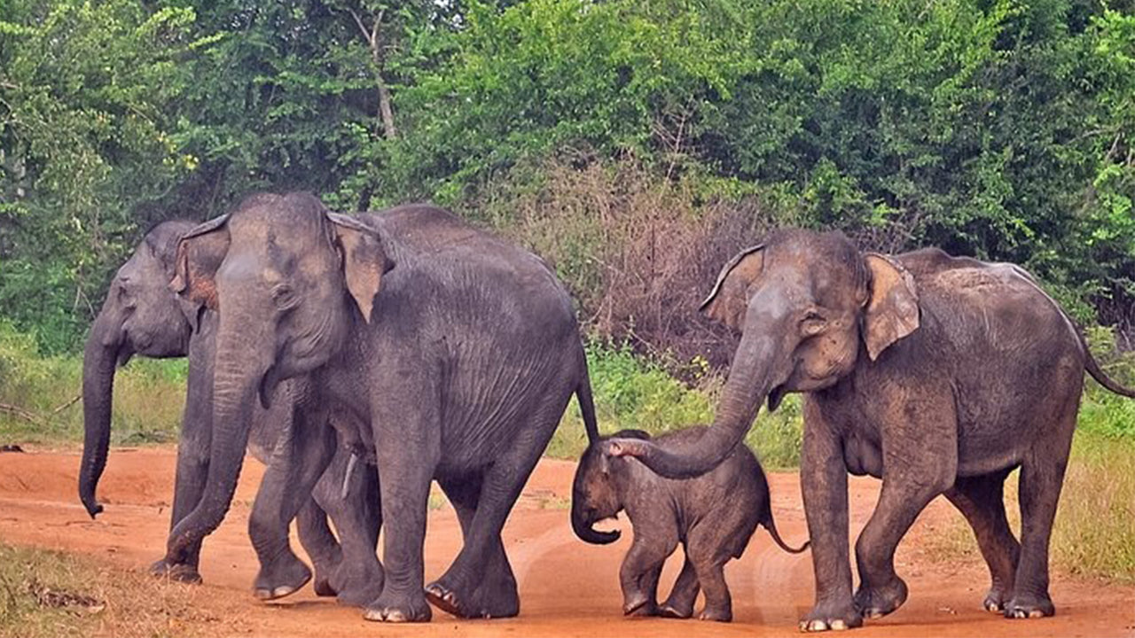 ミリッサ発ウダワラウェ国立公園サファリ