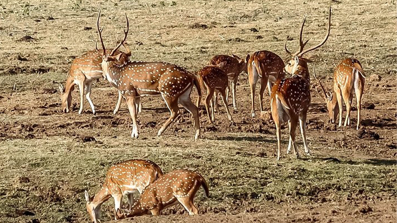 ミリッサ発ウダワラウェ国立公園サファリ
