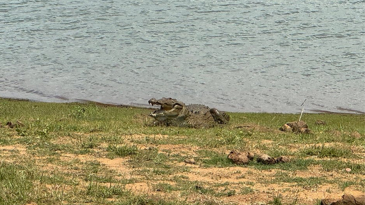 ミリッサ発ウダワラウェ国立公園サファリ