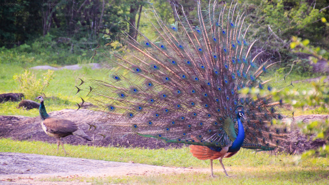ミリッサ発ヤラ国立公園サファリ