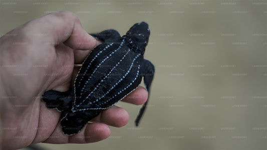 インドゥルワからの赤ちゃんカメの放流