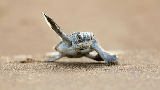Baby Turtle Release from Weligama