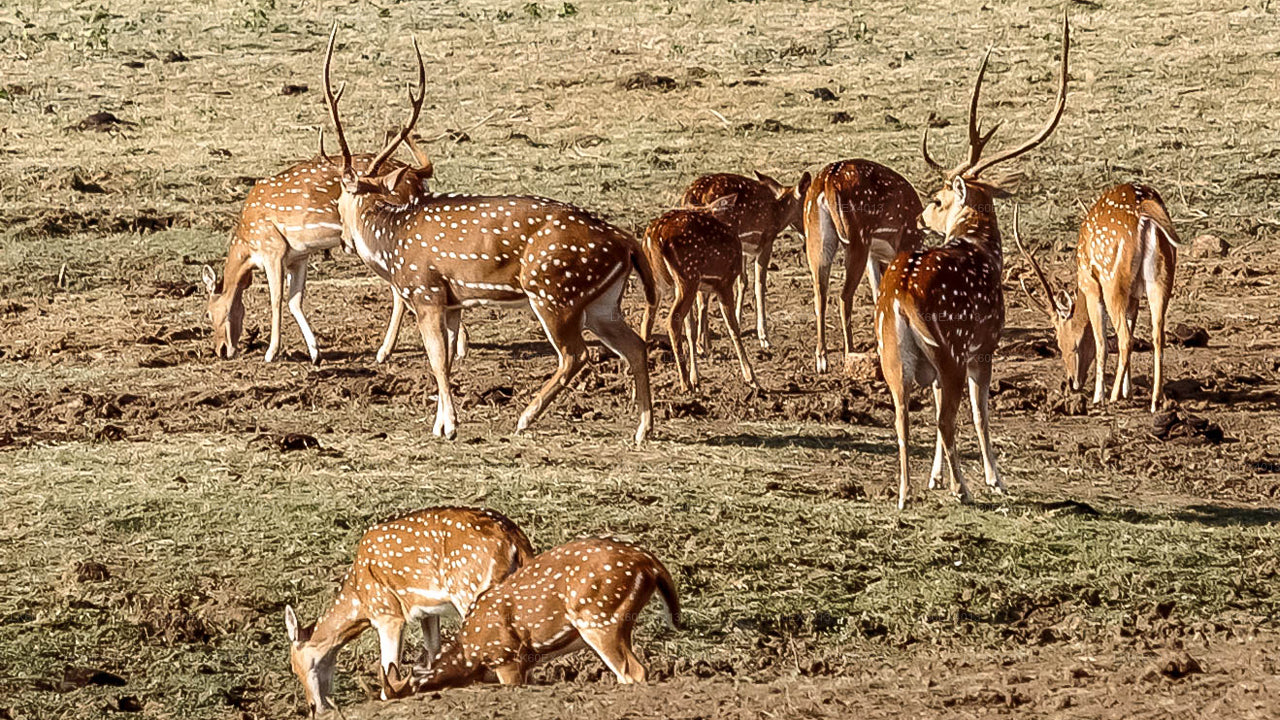 ミリッサ発ウダワラウェ国立公園サファリ