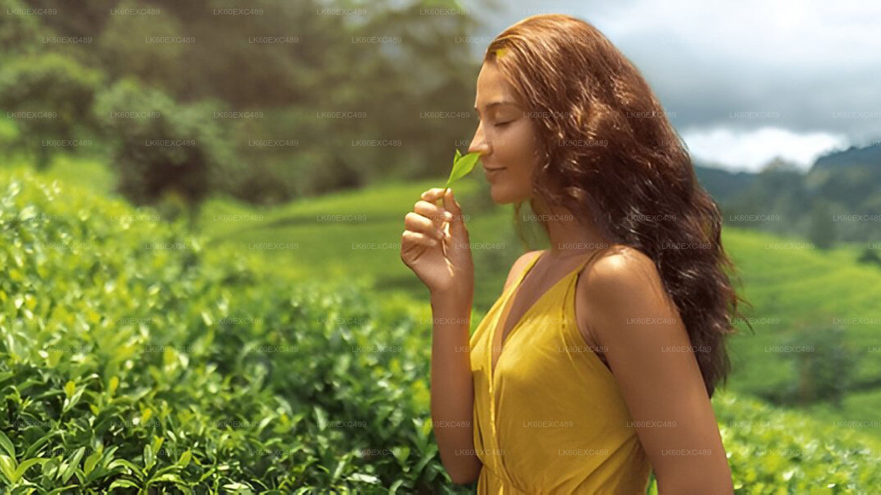 低地栽培茶工場見学とお茶の試飲体験
