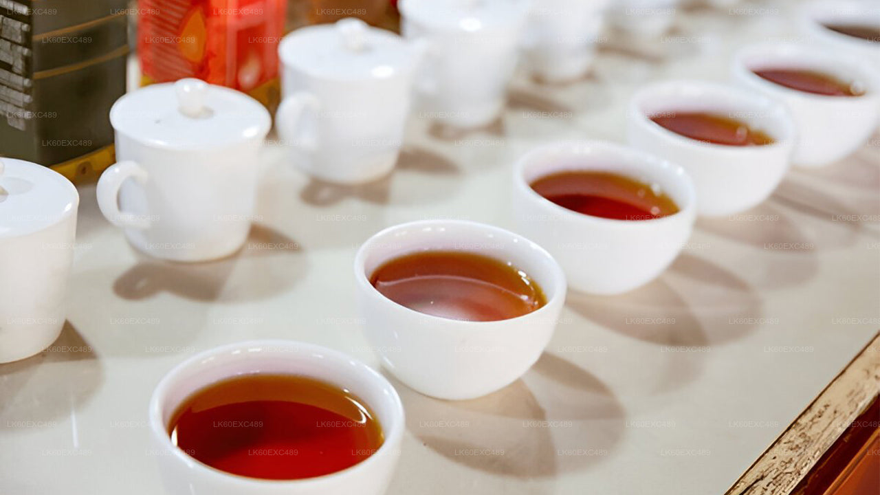 低地栽培茶工場見学とお茶の試飲体験