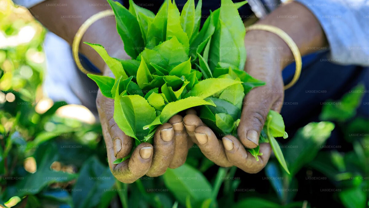 低地栽培茶工場見学とお茶の試飲体験