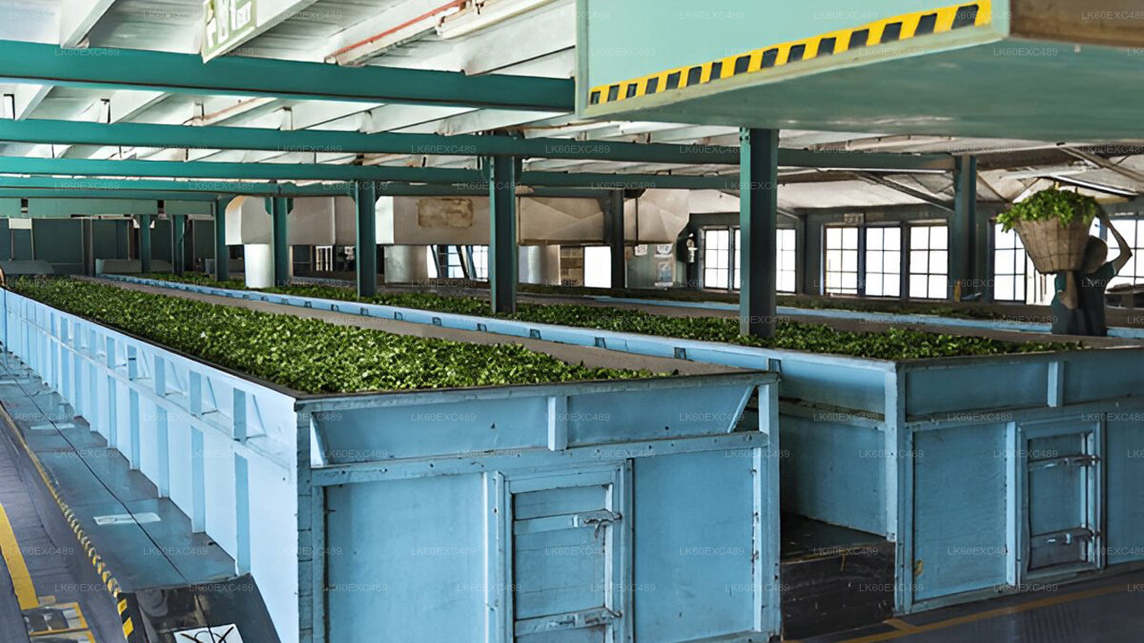 低地栽培茶工場見学とお茶の試飲体験