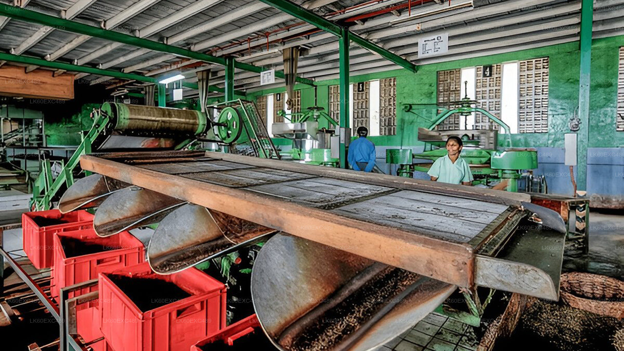 低地栽培茶工場見学とお茶の試飲体験