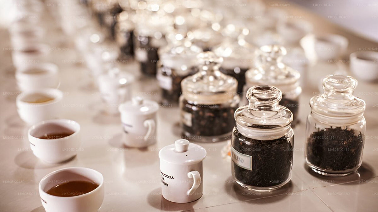 低地栽培茶工場見学とお茶の試飲体験