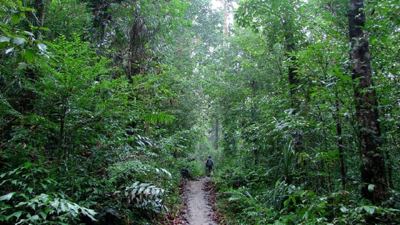 シンハラジャ熱帯雨林からライオンズロックへのトレッキング