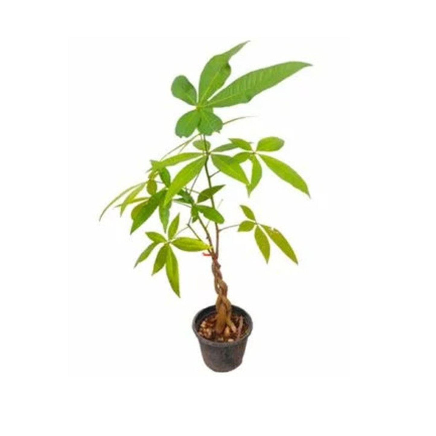 パキラ植物 (පැචිරා) 花と珍しい植物