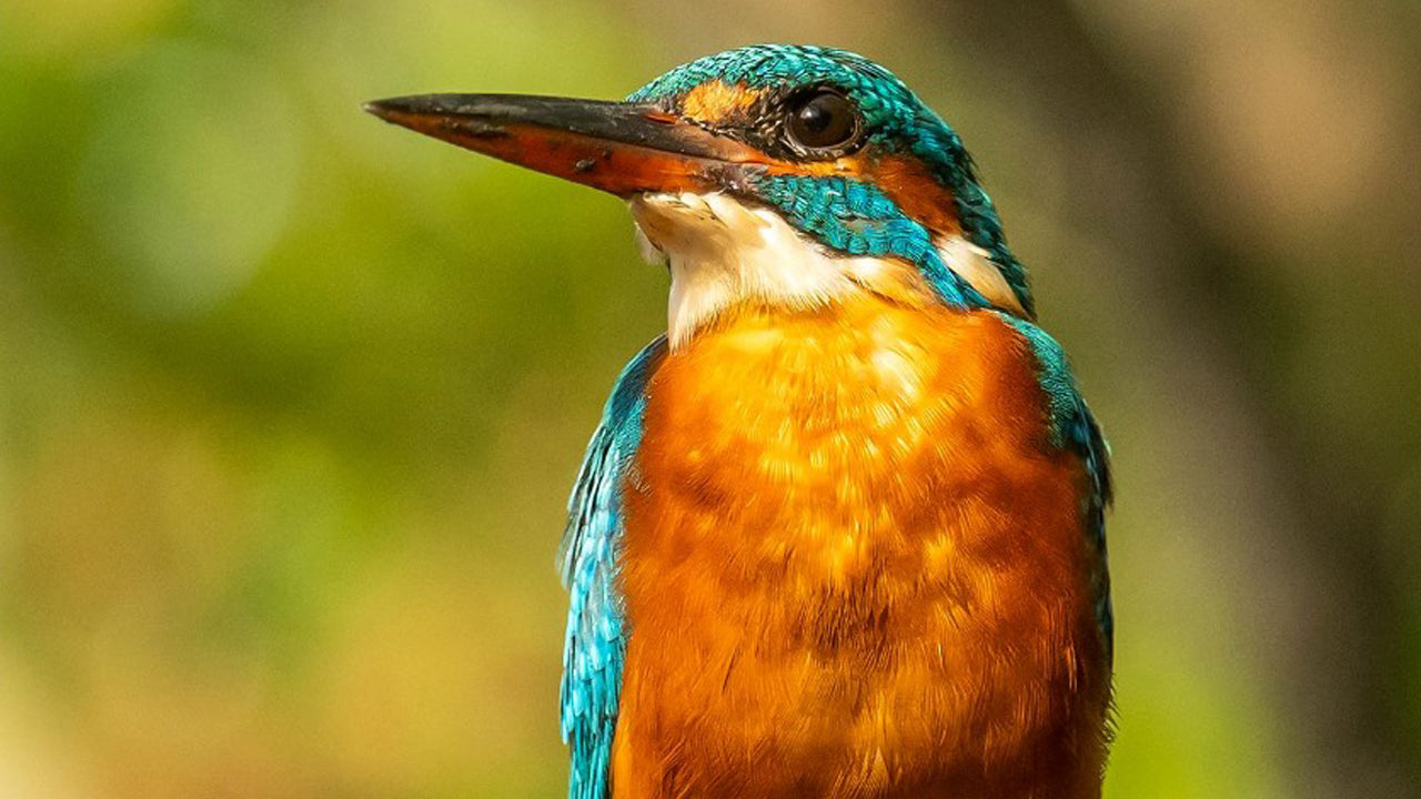 Bird Watching from Koggala Lake