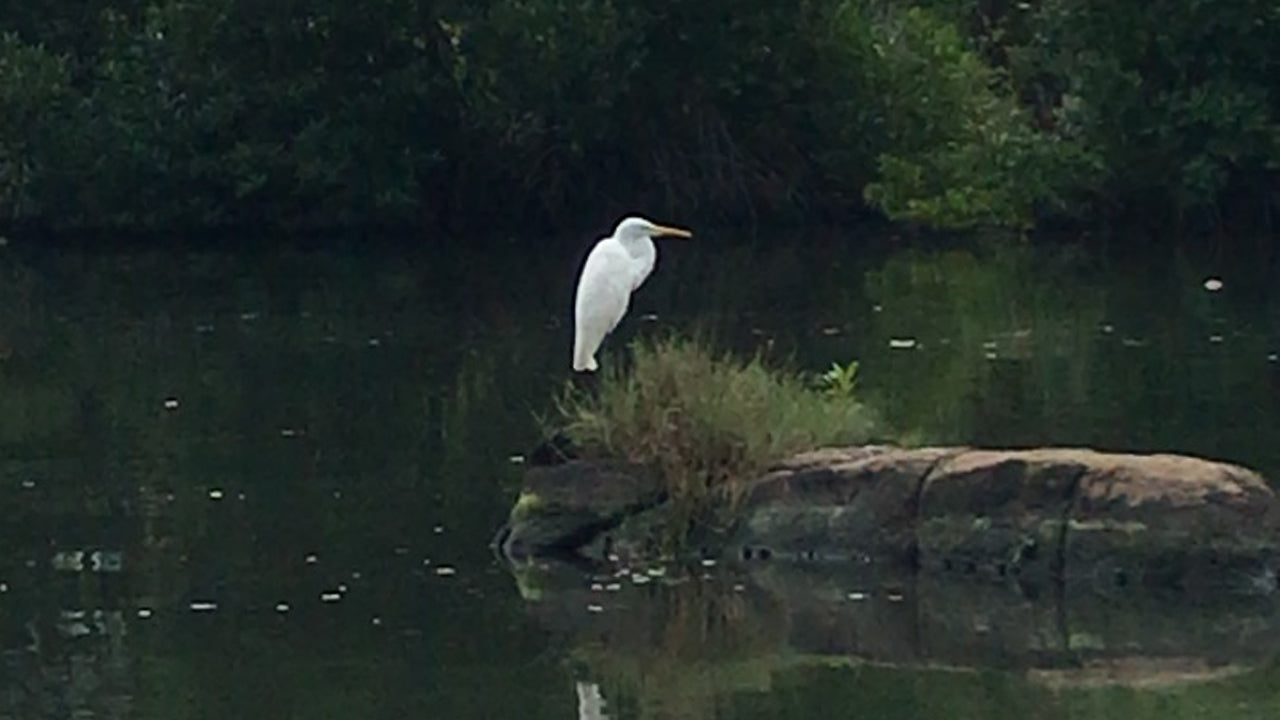 Bird Watching from Koggala Lake