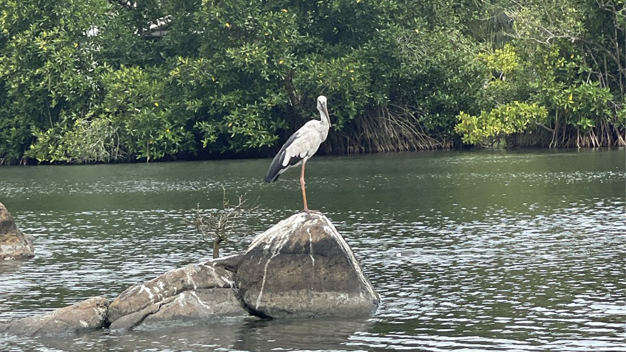 Bird Watching from Koggala Lake