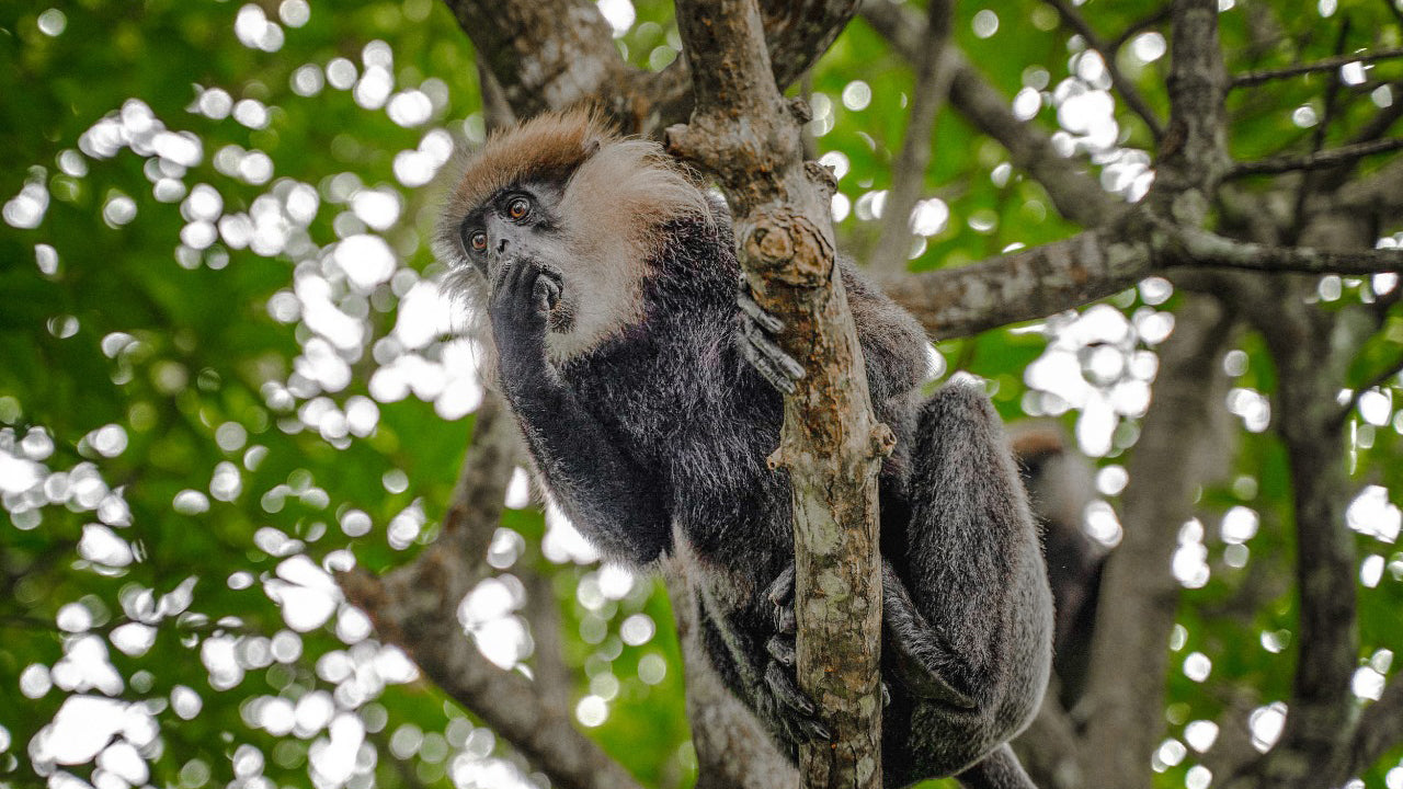 Bird Watching from Koggala Lake