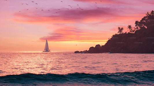 ミリッサ発ホエールウォッチングセーリングクルーズツアー