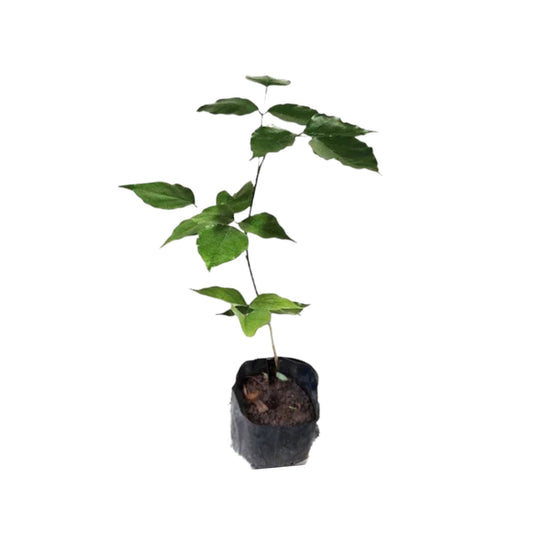 インドブナ (මඟුල් කරඳ) 森林植物