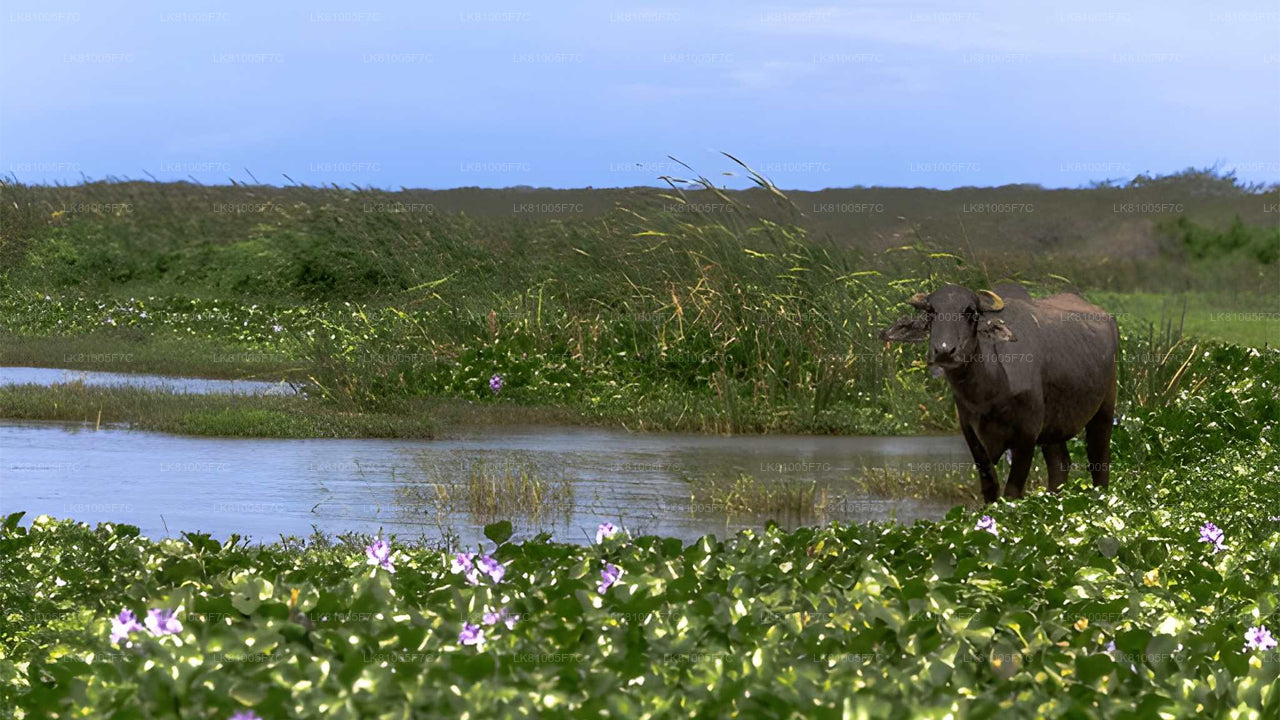 ハンバントータ港からのブンダラ国立公園サファリ