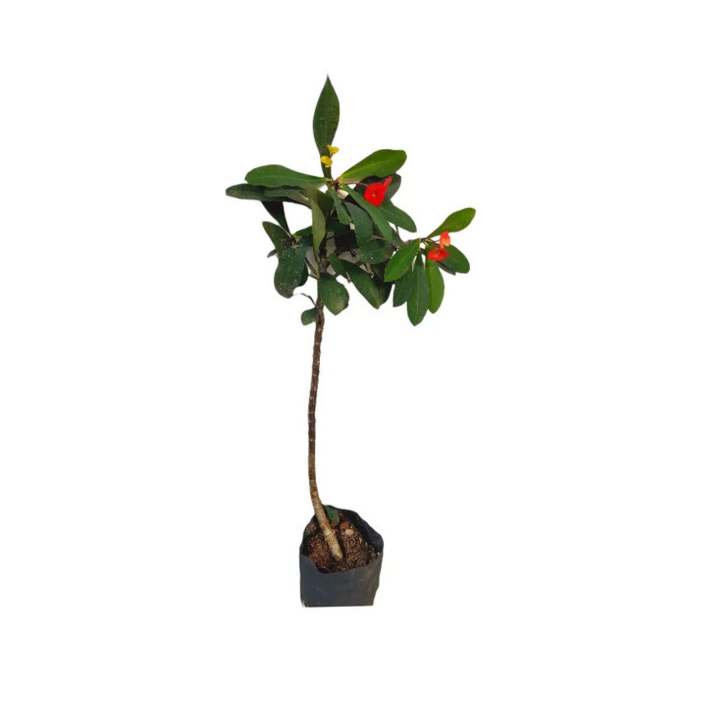 ユーフォルビア (ඉයුෆෝබියා) 花と珍しい植物
