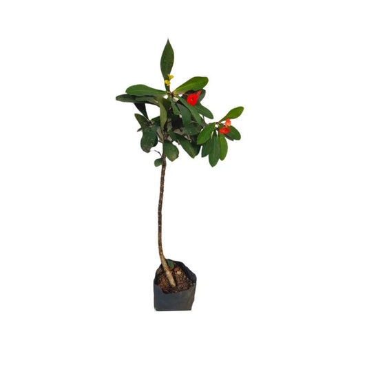 ユーフォルビア (ඉයුෆෝබියා) 花と珍しい植物