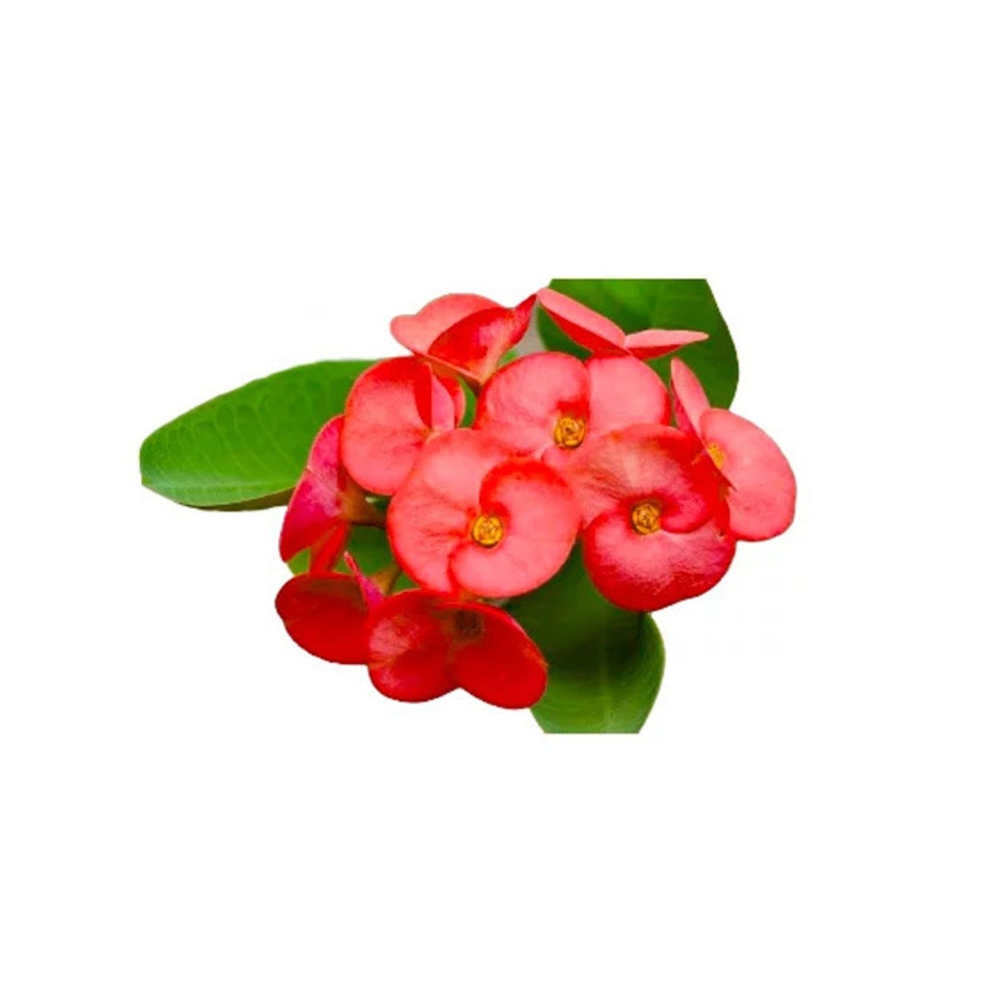 ユーフォルビア (ඉයුෆෝබියා) 花と珍しい植物
