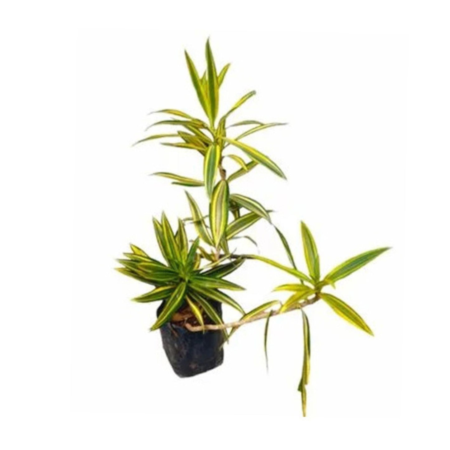 ソング・オブ・インディアの花と珍しい植物