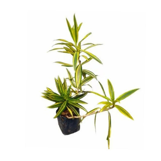 ソング・オブ・インディアの花と珍しい植物