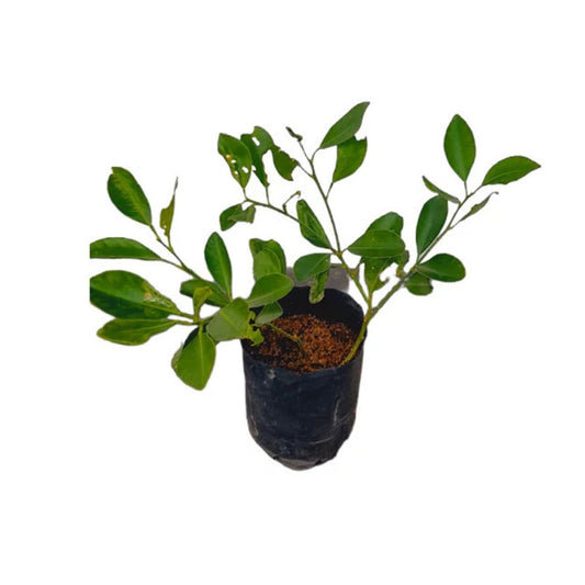 カラマンシー (තායි දෙහි (බද්ධ)) 果樹