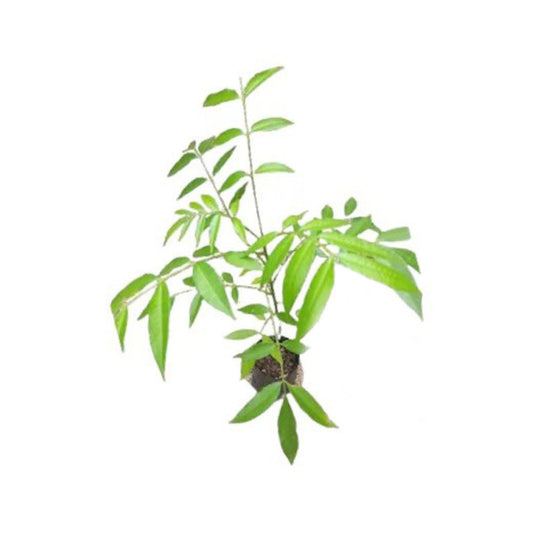 アンバララ (ඇඹරැල්ලා මිටි) 果樹