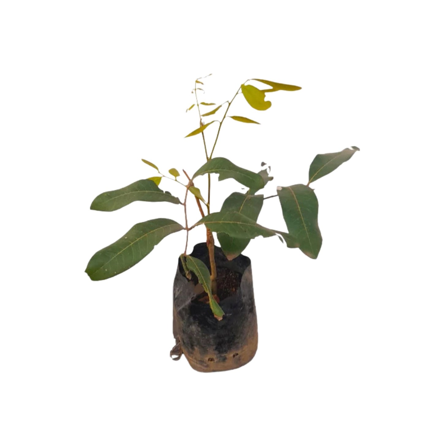 バンコク スイート リュウガン (බැංකොක් පැණි මොර (බද්ධ)) 果樹