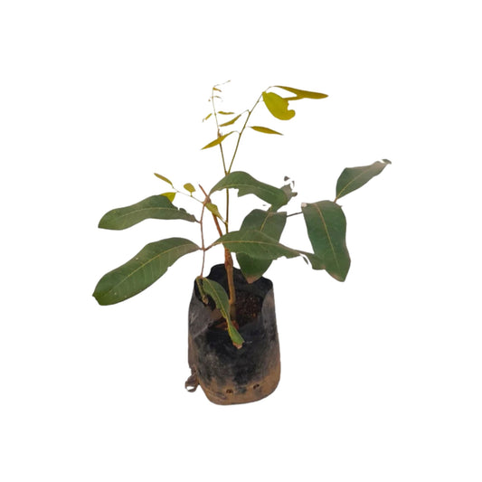 バンコク スイート リュウガン (බැංකොක් පැණි මොර (බද්ධ)) 果樹