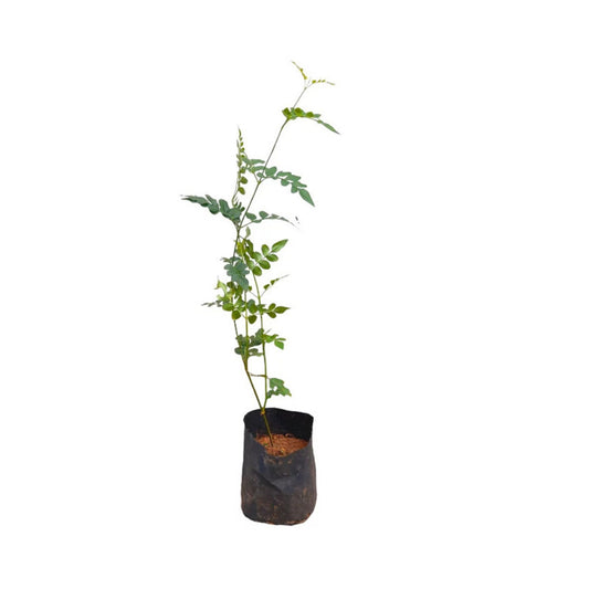 ジャスミン (සමන්පිච්ච) 花とエキゾチックな植物