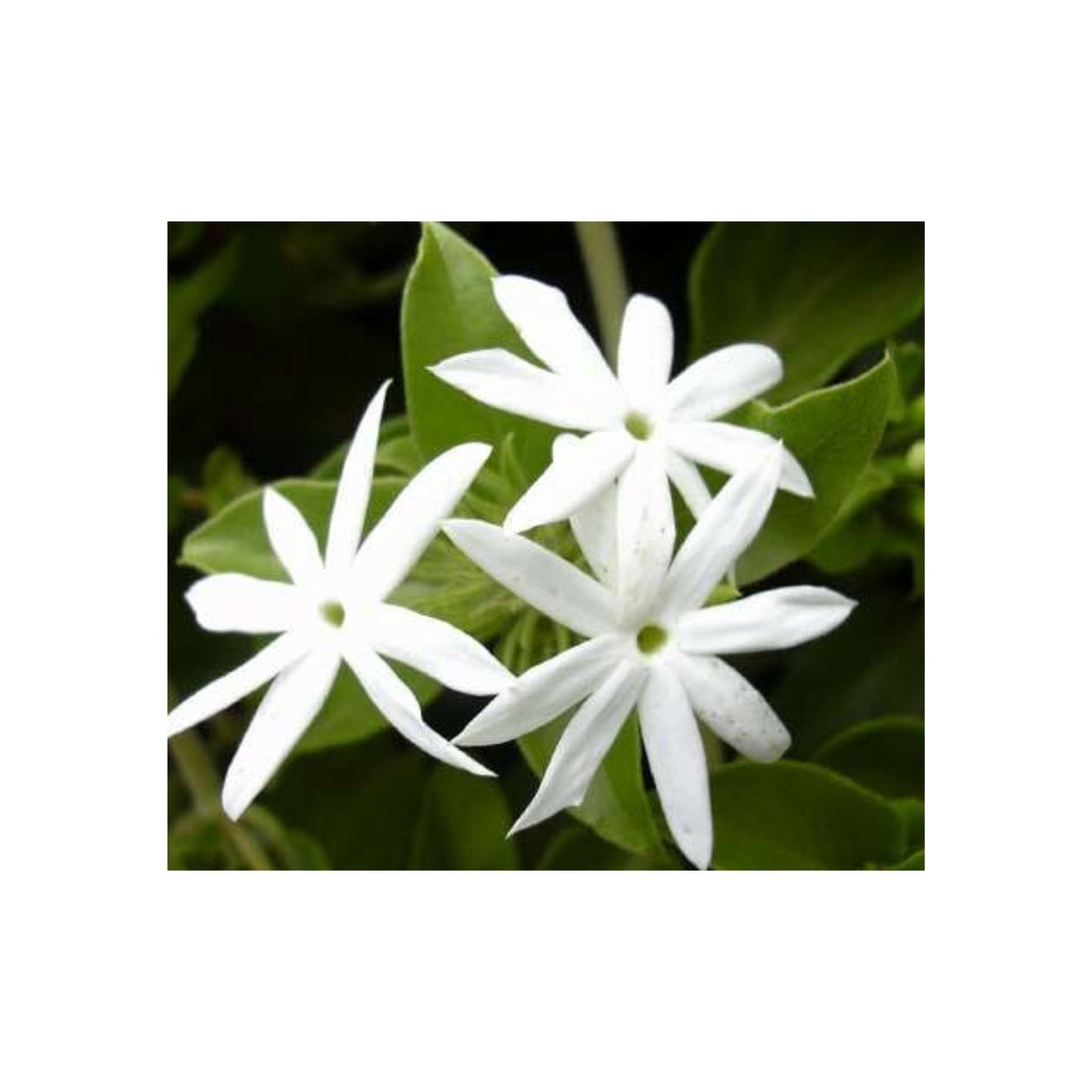 ジャスミン (සමන්පිච්ච) 花とエキゾチックな植物