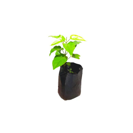 キリ・アングナ (කිරි අඟුණ) 薬用植物
