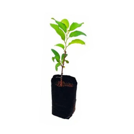 バンコク カスタード アップル (බැංකොක් සීනි අනෝදා) 果樹
