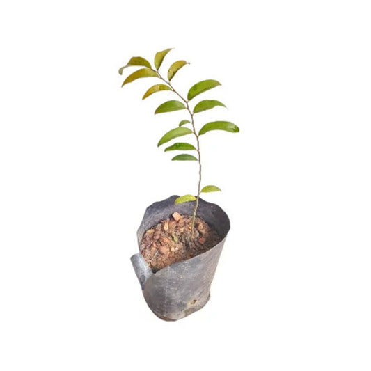 Malla (මැල්ල) 森林植物