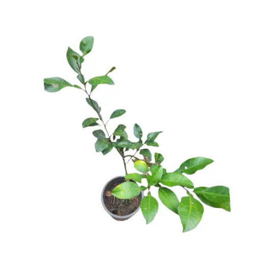 セイロン ジャマナラン (දේශීය ජමනාරං (බද්ධ)) 果樹