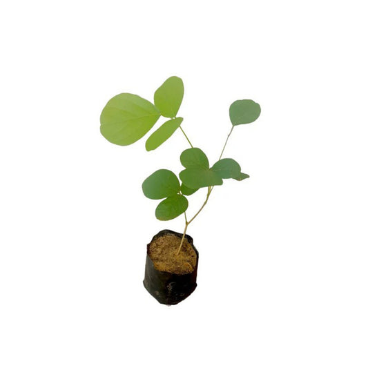 カアラ (කෑල ලේයර්) 薬用植物