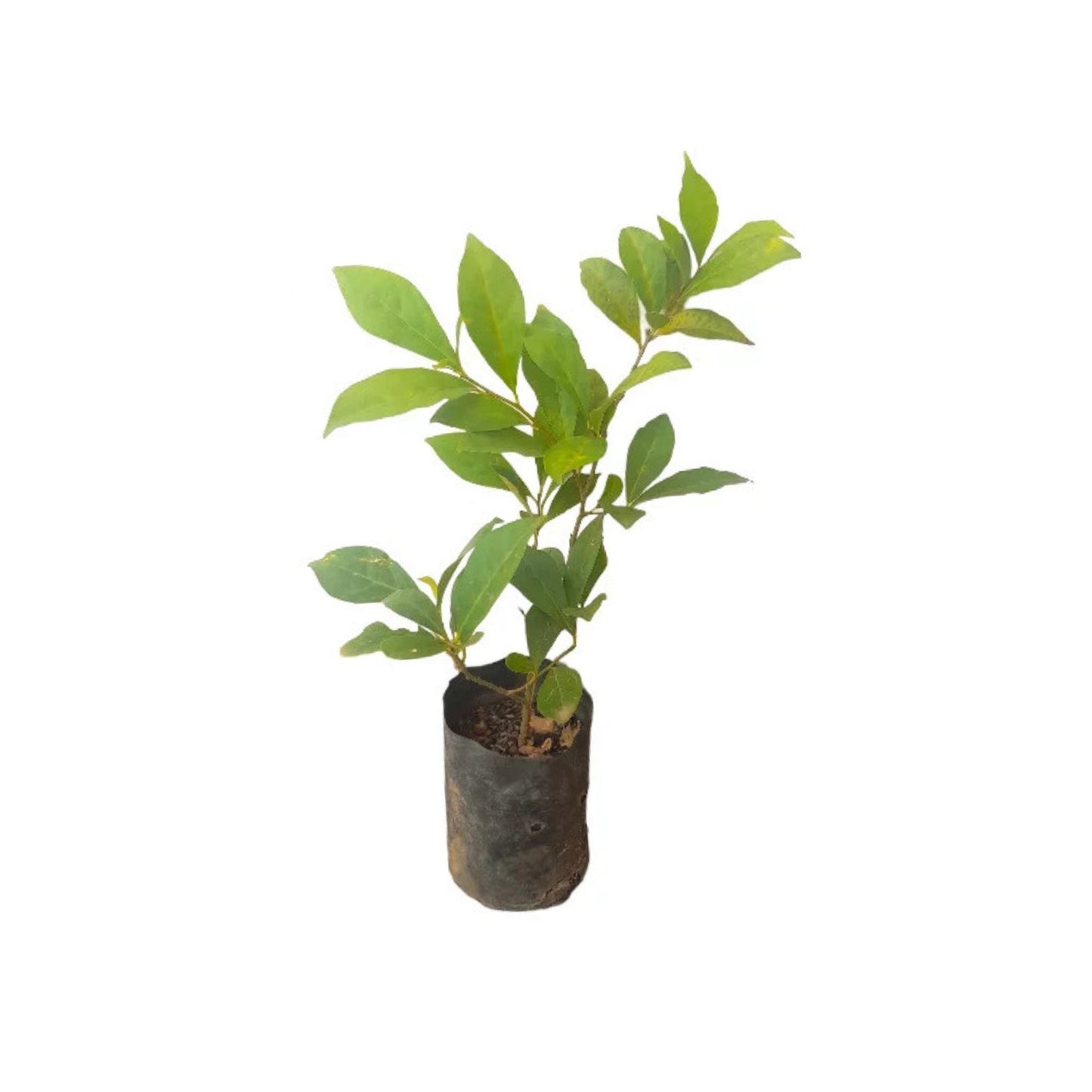 YTT (වඉ.ටී. ටී. අතු) 花とエキゾチックな植物