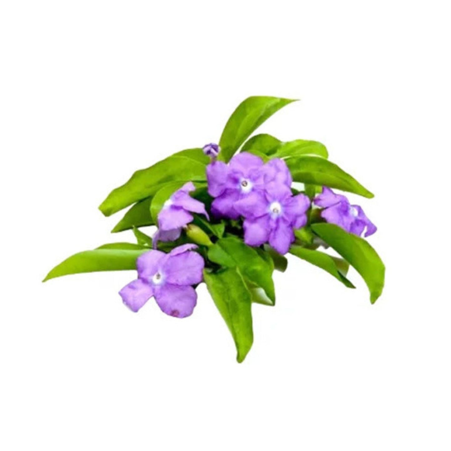 YTT (වඉ.ටී. ටී. අතු) 花とエキゾチックな植物