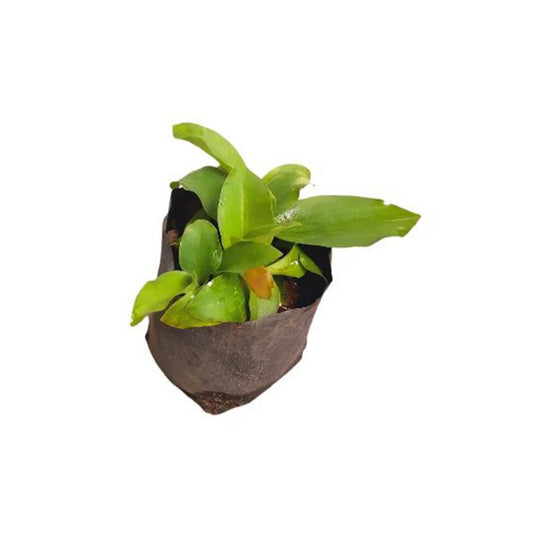 イングル・ピヤリ | Kaempferia galanga (ඉඟුරු පියලි) 薬用植物