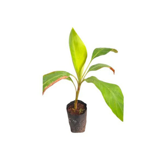 バナナ (කෙසෙල් කෝලිකුට්ටු (පටක රෝපණ)) 果樹