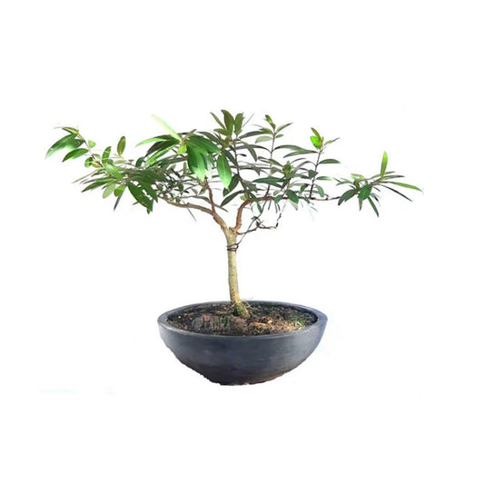 クブク工場 森林工場